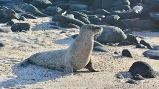 #ScienceTheEarth Sea Lions and Marine Iguanas Fernandina Galapagos Pt 1
