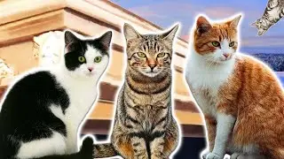 Cats  