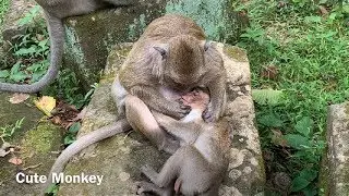 Polino monkey is so tired and hungry,so his mother breastfeeding and grooming for him.