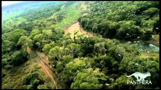 Aerial View of the Brazilian Pantanal Landscape