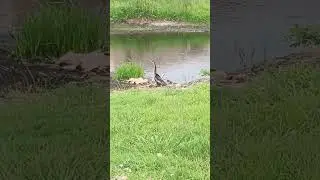 Anhinga bird, Snake Bird, Water Turkey