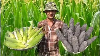 Unveiling the Secret: ASMR Corn Wrapped in Clay Cooking