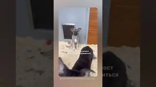 Щенки в приютах #помощьбездомным