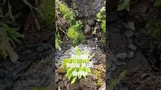 Tree100 실내용이끼가든 moss garden