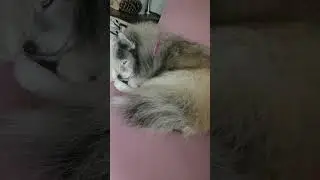 how sweet😍🐕 #pomsky #sleepydog #doglife #cutedog #dog #adorable #pomskydog