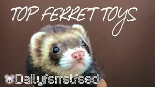 Top Ferret Toys | Dailyferretfeed