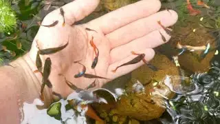 1000's of Guppies Breeding Outside in Our Summer Tubs