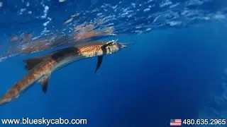 Sailfish and Marlin Fishing In  Cabo San Lucas