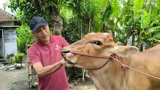 Examination, Treatment, and Education of Cattle to Identify Bovine Ephemeral Fever (BEF)