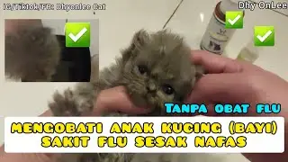 MENGOBATI ANAK KUCING SAKIT FLU SESAK NAFAS - mengobati bayi kucing flu sesak nafas #dhyonlee