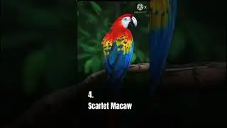 World Top 6 Beautiful Birds