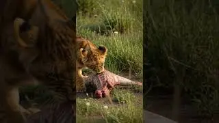 Hungry lion cub races to feast on fresh kill! Watch the swift hunt unfold #wildlife #lioncub #nature