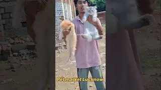 2 month ke Persian kittens for sale Nimbu Park Pet market Lucknow#shorts