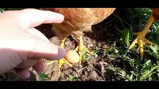 Our first Eggs - ISA Brown Chicken Eggs