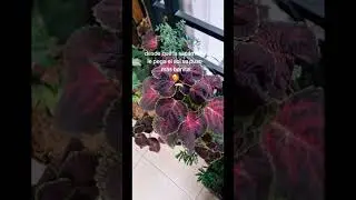 🪴 coleo 🪴 #mexico planta #coleo #plantas #plantasdeinterior #plants