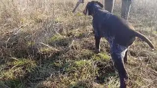 Német Vizsla kölykök (12 hetesek)
