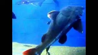 Cat Fish in Aquarium Museum Matsyadarshini  vizag 7