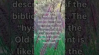 Hyssop &ndash; The Plant of Cleansing #biblereflection #biblereading #meditation #biblestudynotes