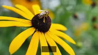 How much of our food supply do bees pollinate?