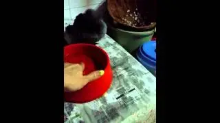 Moegami plays water