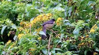 ATLAPETES NUQUIBLANCO, Las MAS BELLAS AVES de COSTA RICA