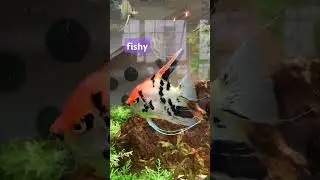 so fishy in this tank