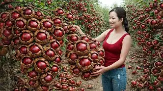 Harvesting 1000kg Wild Macadamia Nuts &mdash; Sold Out Fast at the Market | Traditional Cassava Cake
