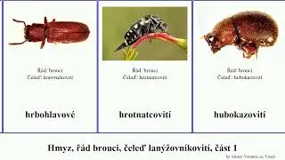 Hmyz, ř&aacute;d brouci, čeleď lan&yacute;žovn&iacute;kovit&iacute;, č&aacute;st 1 les&aacute;k kovař&iacute;k insect brevis aeneus navale majka