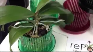 Orchitop Carousel Orchid Pots from rePotme.com Orchid Supplies