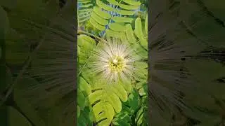 Albizia Lebbeck 🌿 #like🌼 #flowers 🌼