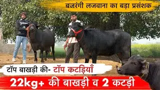 🔴22kg+ की बाखड़ी व 2 कटड़ियाँ👉टॉप बाखड़ी की टॉप मुर्रा कटड़ियाँ बिक्री के लिए उपलब्ध।☎️9992181047