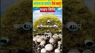 🍄 Low cost mushroom farming | Mushroom business | Mushroom cultivation | mushroom farming #shorts