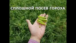 Тесты на гороховом поле. Сплошной посев.