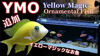 【アクアリウム/熱帯魚水槽】黄色い高級シクリッドを追加したら水槽内の景色が魔法のように美しくなった/その前にプレコに苔を喰わせてわかりやすすぎるビフォーアフター