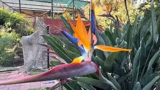 283. Armadale Reptile Park - Cool Place if your into Reptiles and other Species - West Australia