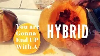 HYBRID Vegetables -- What Causes This?