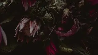 [Free]- midwest emo, nothing nowhere, guardin, lil peep type beat- nightshade