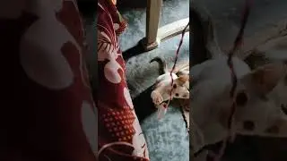 #LovelyKitten