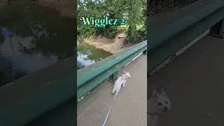 🌴Exploring Summer Time #morkie #rescue #doglovers #dogs #shorts #cute #love #esa #summer #creek