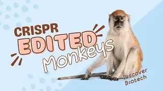 CRISPR-edited Monkeys | leading to advancements in neuroscience and understanding human diseases.