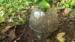 Formigas Cortadeiras. Veja como proteger a sua muda.