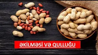 ABŞERONDA YER FISTIĞININ (ARAXİS) ƏKİLMƏSİ.