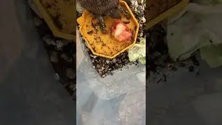 Turtle Eating Tomato *ASMR* #asmr #wildlife #turtle #satisfying