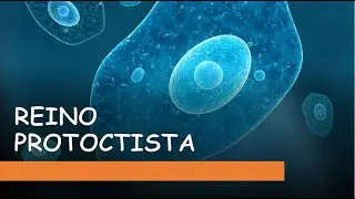 TODO LO QUE TENÉIS QUE SABER SOBRE EL REINO PROTISTA