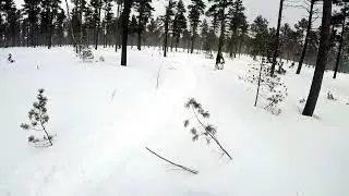 Pine Stump 2022 #3