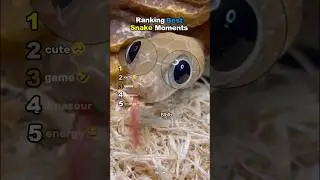 Ranking Best Snake Moments  Part2#shorts  #ranking #animals