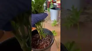 How to propagate citronella plant ☘️  ￼in soil 🤎