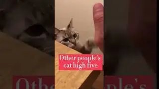 Why are all cats so different？|Try not to laugh|funny animals|funny cat