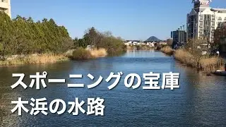 木浜、今年も絶好調。