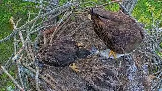 EP#418 #baldeagle Review birds in nest with nature #birdslovers #birdsounds #birdsnest #wildbirds